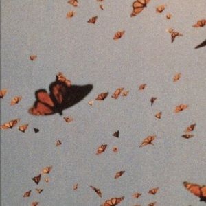 Meet your Posher, Tuleen